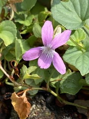 Violaceae