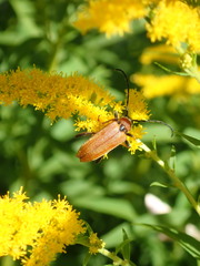 Stictoleptura rubra