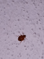 Harmonia octomaculata