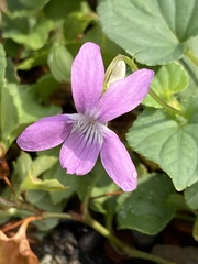 Violaceae