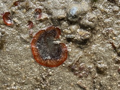 Watersipora subtorquata