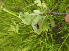 Cercopis vulnerata