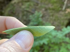 Vaccinium alaskaense