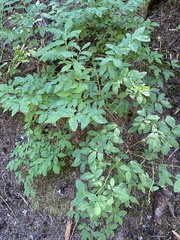 Vaccinium alaskaense