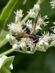 Hoplitimyia constans