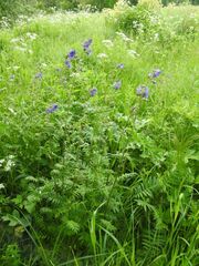 Polemonium caeruleum