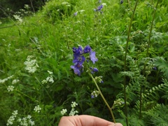 Polemonium caeruleum