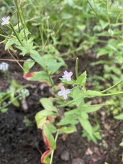 Epilobium parviflorum