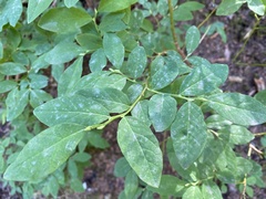 Vaccinium alaskaense