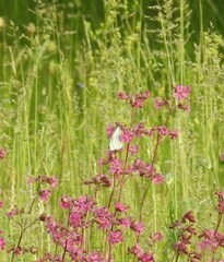 Aporia crataegi