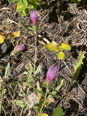 Cirsium andersonii