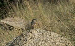 Salpinctes obsoletus