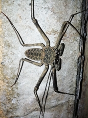 Phrynidae