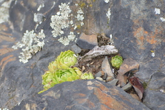 Sempervivum globiferum