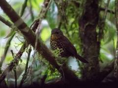 Premnoplex brunnescens