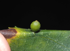 Caryomyia viscidolium