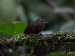 Premnoplex brunnescens