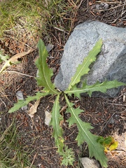 Cirsium andersonii