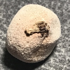 Disholcaspis cinerosa