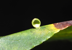 Caryomyia viscidolium