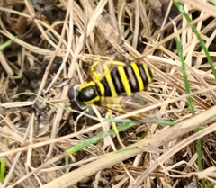 Xanthogramma flavipes