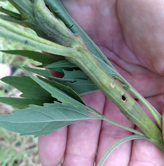 Neolasioptera perfoliata