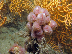 Morchellium argus