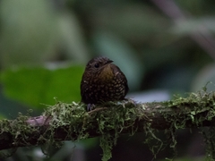 Premnoplex brunnescens