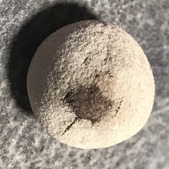 Disholcaspis cinerosa