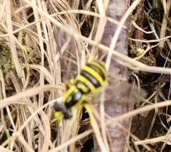 Xanthogramma flavipes