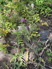 Cirsium andersonii