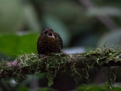 Premnoplex brunnescens