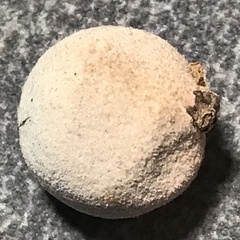 Disholcaspis cinerosa