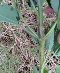 Neolasioptera perfoliata