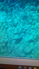 Melichthys vidua