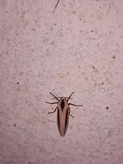 Creatonotos gangis-interrupta agg