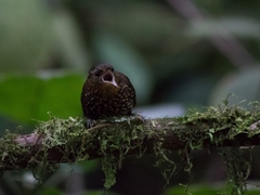 Premnoplex brunnescens