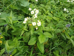 Fragaria moschata