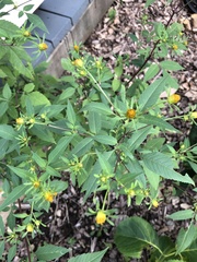 Bidens
