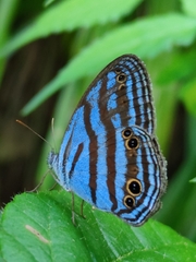 Cepheuptychia cephus