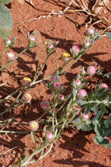 Helichrysum argyrosphaerum