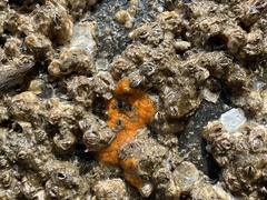 Botryllus schlosseri