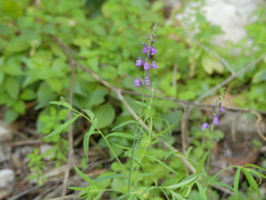 Linaria
