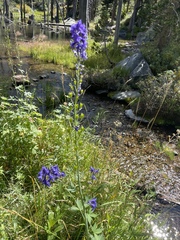 Delphinium glaucum