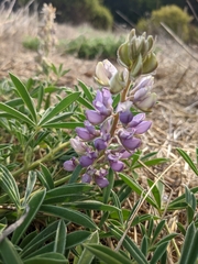 Lupinus