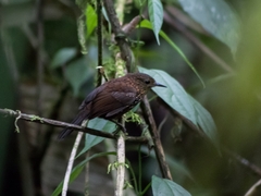 Premnoplex brunnescens