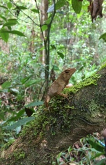 Anolis johnmeyeri
