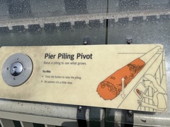 Botryllus schlosseri