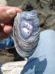 Mytilus californianus