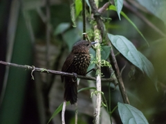 Premnoplex brunnescens